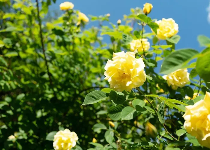 Haus Schwarzwald Koenigin